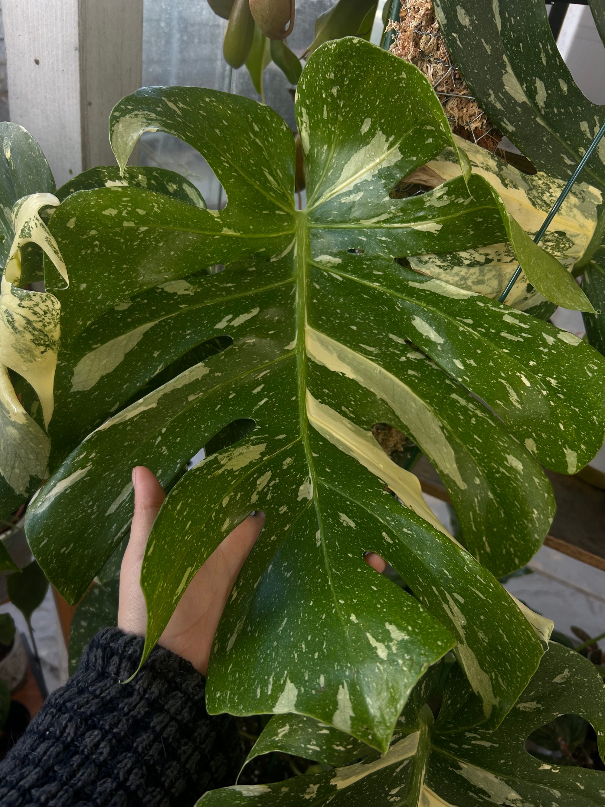 Monstera
