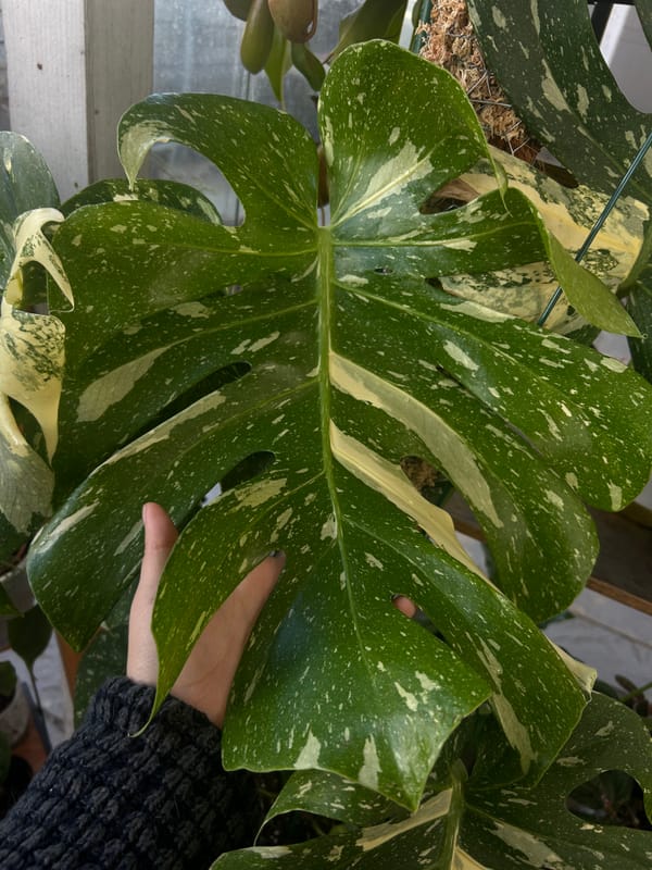 Monstera